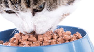 Wet pet food: when is it indicated?